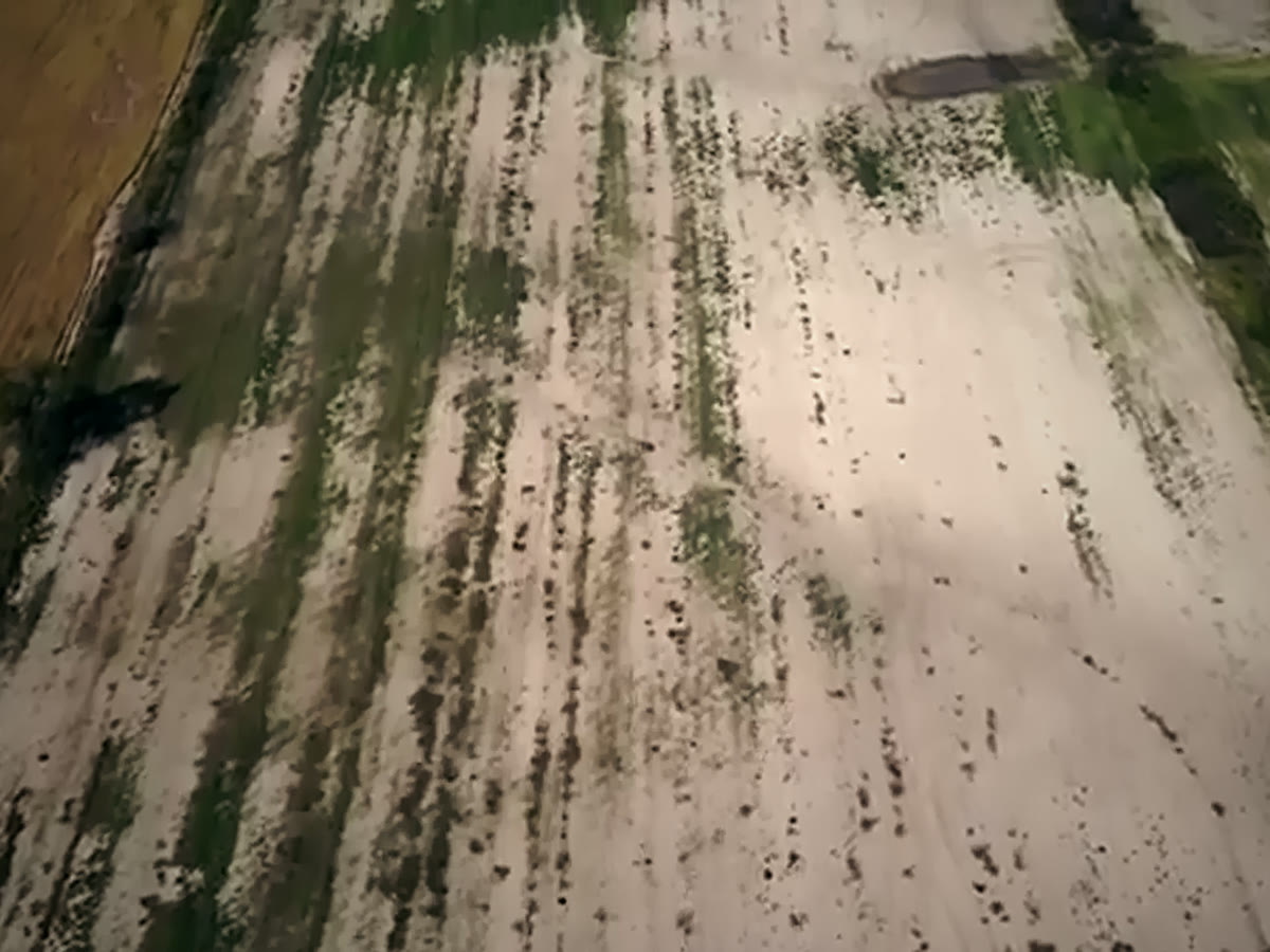 Aerial view of a bare, salt-crusted field with only thin streaks of green left between the rows.