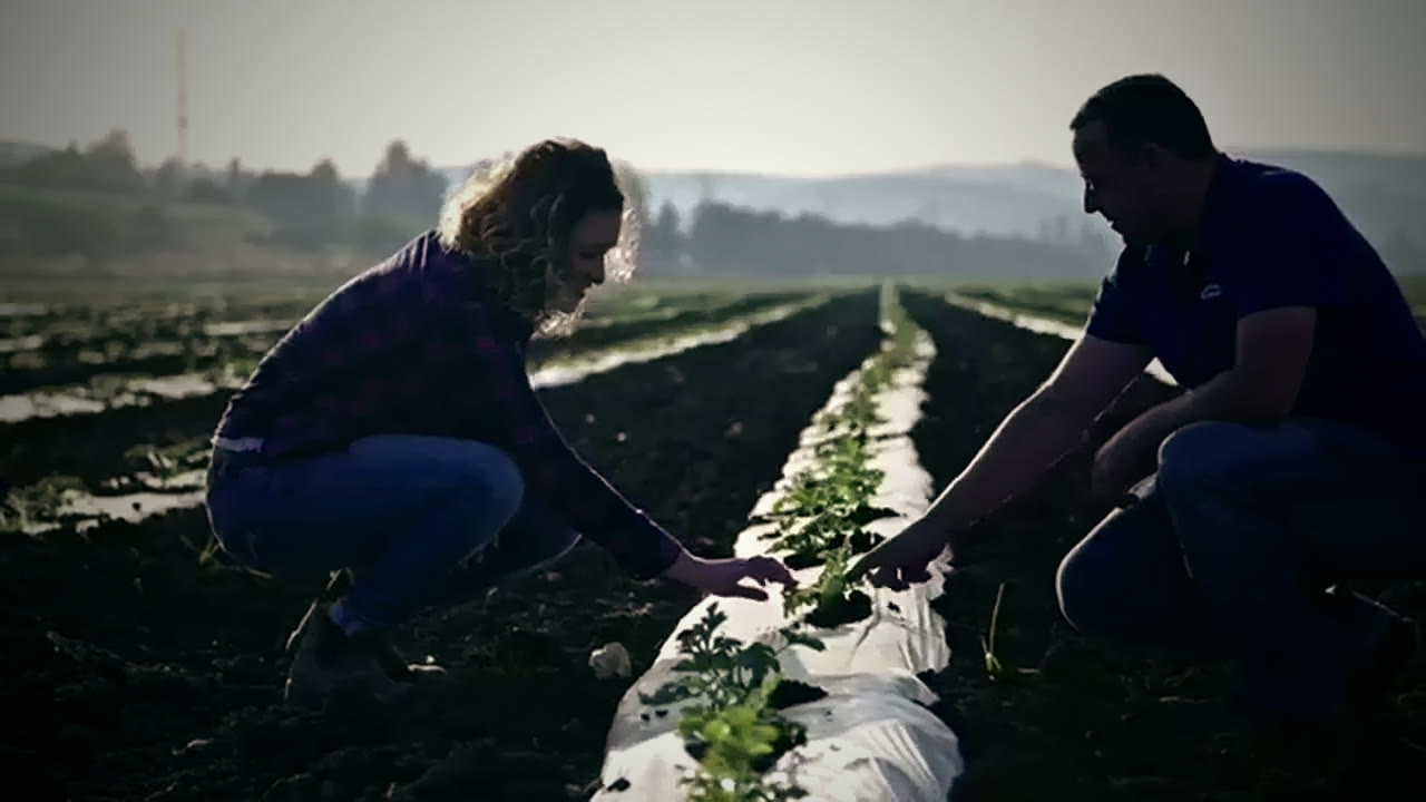 Two growers kneeling in a planted field, working along a row of young plants.
